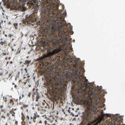 Immunohistochemistry-Paraffin: WDR53 Antibody [NBP1-82757]