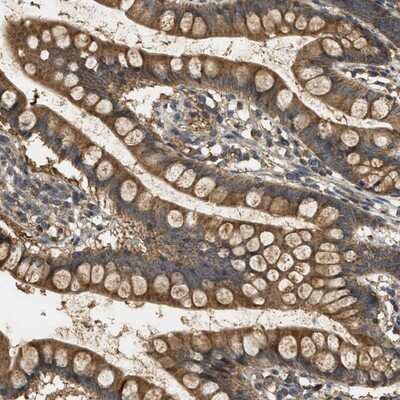 Immunohistochemistry-Paraffin: WDR53 Antibody [NBP1-82758]