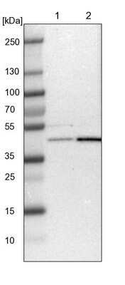 Western Blot: WDR53 Antibody [NBP1-82758]