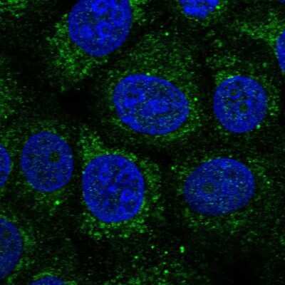 Immunocytochemistry/ Immunofluorescence: WDR54 Antibody [NBP2-38705]