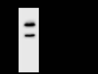 Immunoprecipitation: WDR54 Antibody [NBP2-97812]