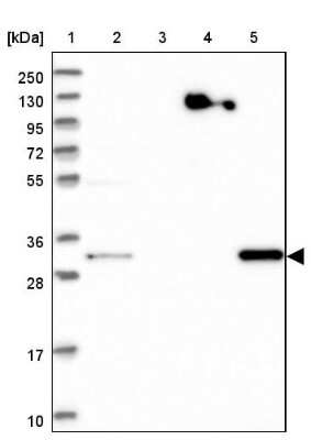 Western Blot: WDR54 Antibody [NBP1-82275]