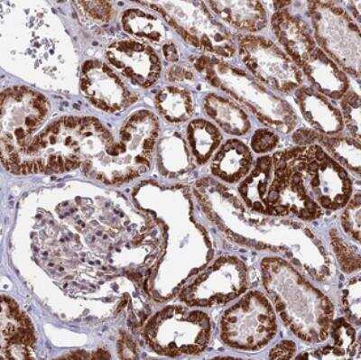 Immunohistochemistry: WDR55 Antibody [NBP2-30431]