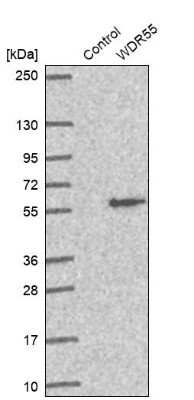 Western Blot: WDR55 Antibody [NBP2-30431]