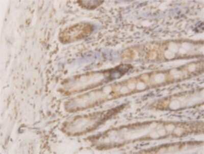 Immunohistochemistry-Paraffin: WDR58 Antibody (1F6) [H00079228-M01]