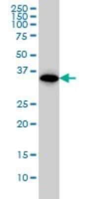 Western Blot: WDR58 Antibody (1F6) [H00079228-M01]