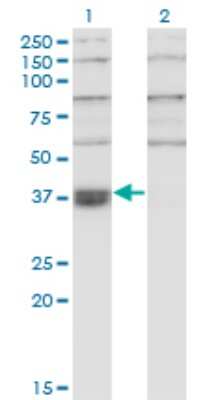 Western Blot: WDR58 Antibody (1F6) [H00079228-M01]