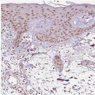 Immunohistochemistry-Paraffin: WDR58 Antibody [NBP2-31390]