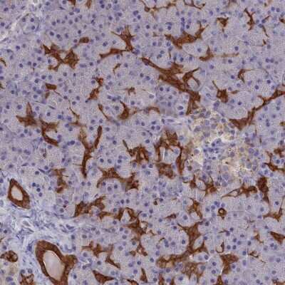 Immunohistochemistry-Paraffin: WDR6 Antibody [NBP1-92588]
