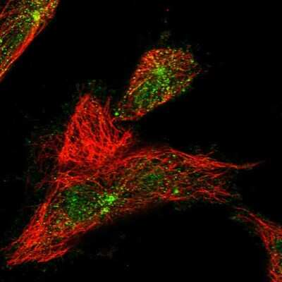 Immunocytochemistry/ Immunofluorescence: WDR60 Antibody [NBP1-90437]