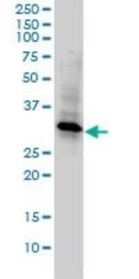 Western Blot: WDR61 Antibody (3E5-1A12) [H00080349-M01]