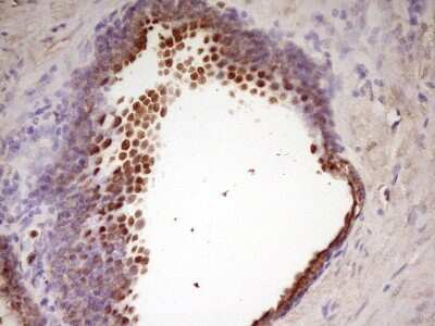 Immunohistochemistry: WDR61 Antibody (OTI4C4) [NBP2-46359]