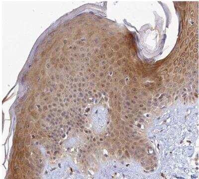 Immunohistochemistry-Paraffin: WDR61 Antibody [NBP1-80844]