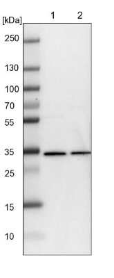 Western Blot: WDR61 Antibody [NBP1-80844]
