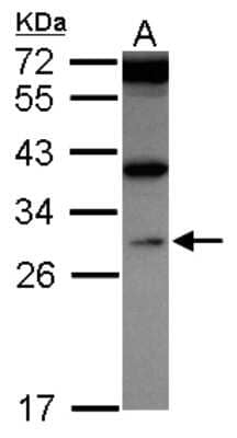 Western Blot: WDR61 Antibody [NBP2-20896]