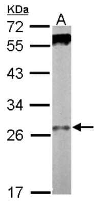 Western Blot: WDR61 Antibody [NBP2-20896]