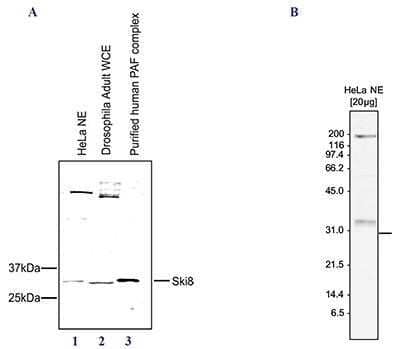 Western Blot: WDR61 Antibody [NBP2-59231]