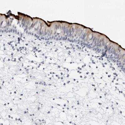 Immunohistochemistry-Paraffin: WDR65 Antibody [NBP1-82008]
