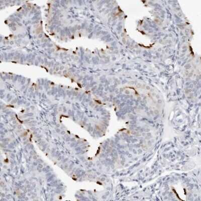 Immunohistochemistry-Paraffin: WDR65 Antibody [NBP1-82008]