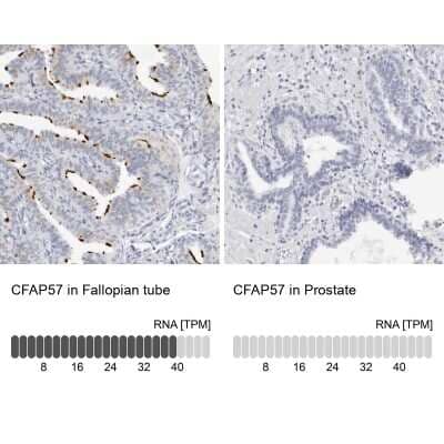 Immunohistochemistry-Paraffin: WDR65 Antibody [NBP1-82008]