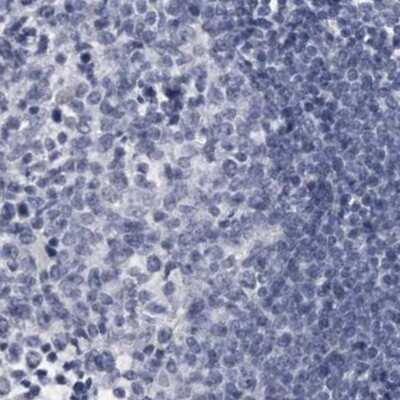 Immunohistochemistry-Paraffin: WDR65 Antibody [NBP1-82008]