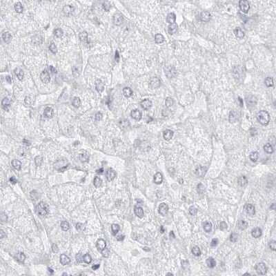 Immunohistochemistry-Paraffin: WDR65 Antibody [NBP1-82008]