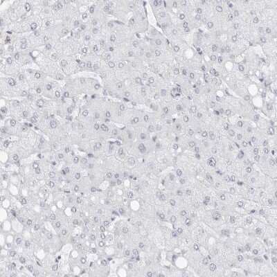 Immunohistochemistry-Paraffin: WDR65 Antibody [NBP1-82008]
