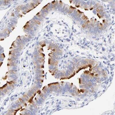 Immunohistochemistry-Paraffin: WDR65 Antibody [NBP1-82009]