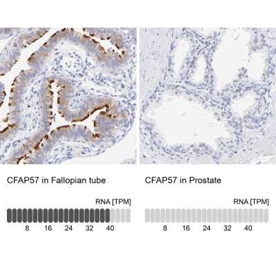 Immunohistochemistry-Paraffin: WDR65 Antibody [NBP1-82009]