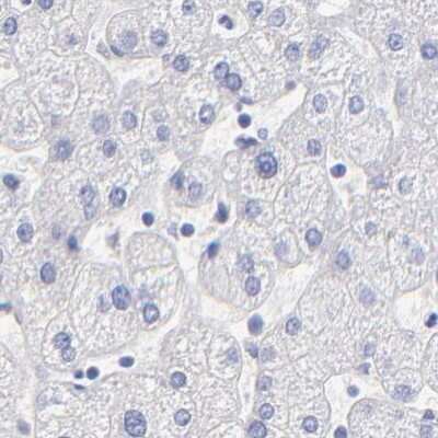 Immunohistochemistry-Paraffin: WDR65 Antibody [NBP1-82009]