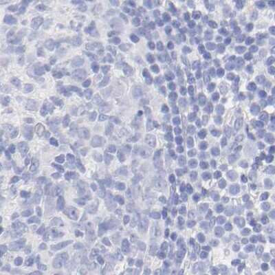 Immunohistochemistry-Paraffin: WDR65 Antibody [NBP1-82009]