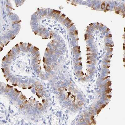 Immunohistochemistry-Paraffin: WDR65 Antibody [NBP1-82009]