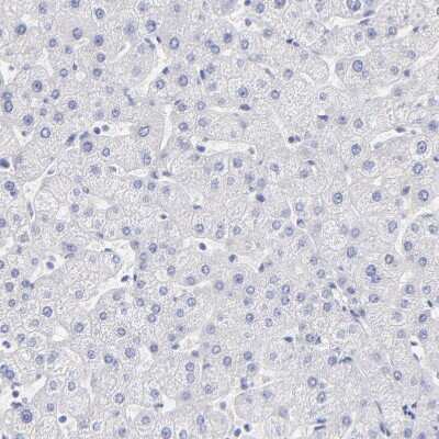 Immunohistochemistry-Paraffin: WDR65 Antibody [NBP1-82009]