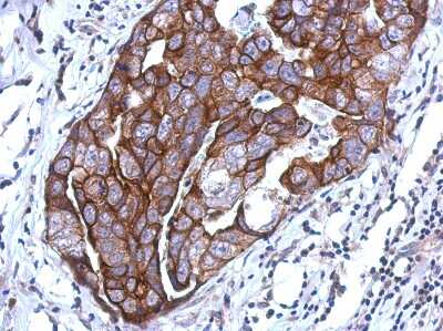 Immunohistochemistry-Paraffin: WDR65 Antibody [NBP2-20898]