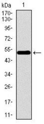 Western Blot: WDR66 Antibody (2A6F7)BSA Free [NBP2-37381]