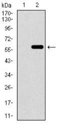 Western Blot: WDR66 Antibody (2A6F7)BSA Free [NBP2-37381]