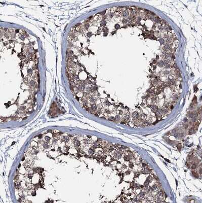 Immunohistochemistry-Paraffin: WDR66 Antibody [NBP1-82711]