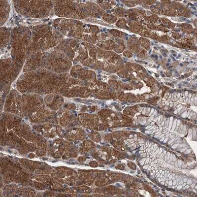 Immunohistochemistry-Paraffin: WDR66 Antibody [NBP1-82712]