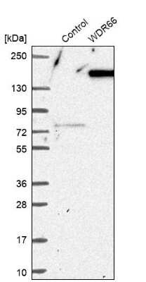 Western Blot: WDR66 Antibody [NBP1-82711]