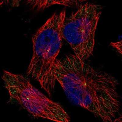 Immunocytochemistry/ Immunofluorescence: WDR67 Antibody [NBP1-81818]