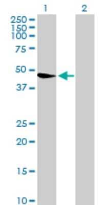 Western Blot: WDR67 Antibody [H00093594-B01P]