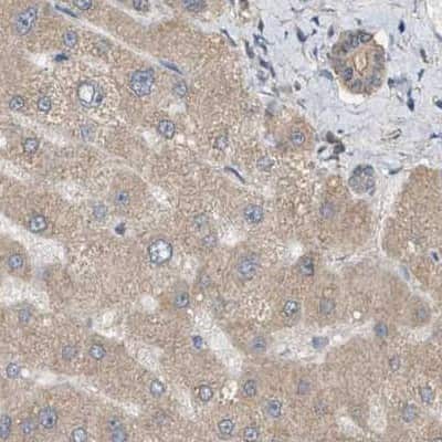 Immunohistochemistry-Paraffin: WDR68 Antibody [NBP1-92589]