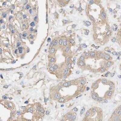 Immunohistochemistry-Paraffin: WDR68 Antibody [NBP1-92589]