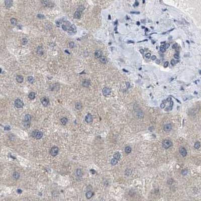 Immunohistochemistry-Paraffin: WDR68 Antibody [NBP1-92590]