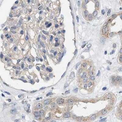 Immunohistochemistry-Paraffin: WDR68 Antibody [NBP1-92590]