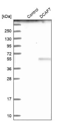 Western Blot: WDR68 Antibody [NBP1-92590]