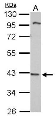 Western Blot: WDR69 Antibody [NBP2-20899]