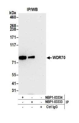 Immunoprecipitation: WDR70 Antibody [NBP1-03333]