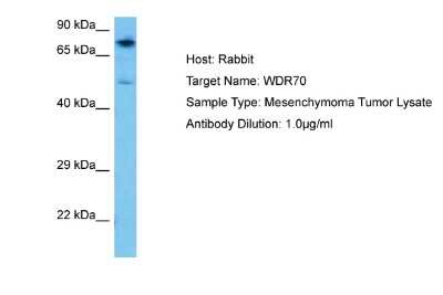 Western Blot: WDR70 Antibody [NBP2-88591]