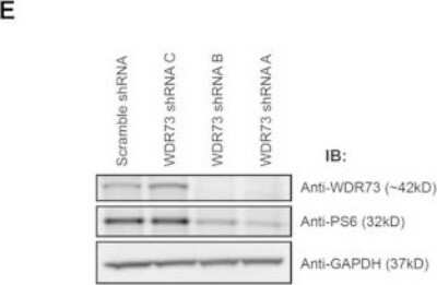 Knockdown Validated: WDR73 Antibody [NBP1-82219]